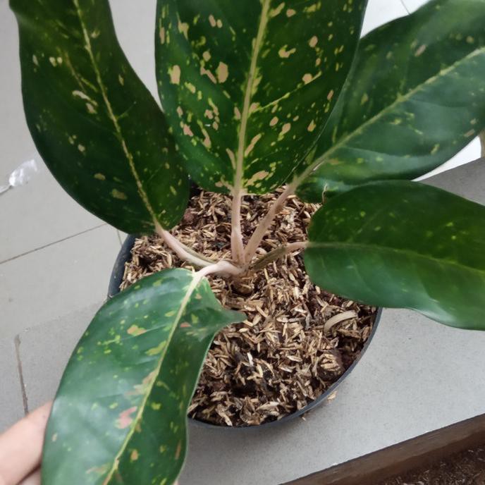 tanaman hias aglonema bigroy hijau