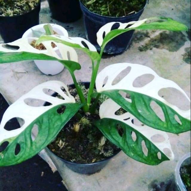 TANAMAN HIAS MONSTERA OBLIQUA VARIEGATA // JANDA BOLONG VARIEGATA