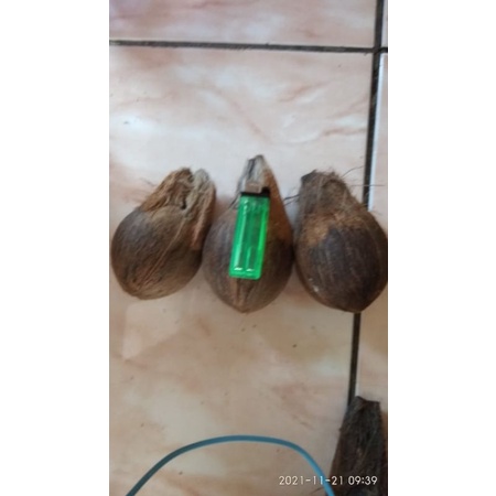 BAHAN BONSAI KELAPA MINION SUDAH TUNAS