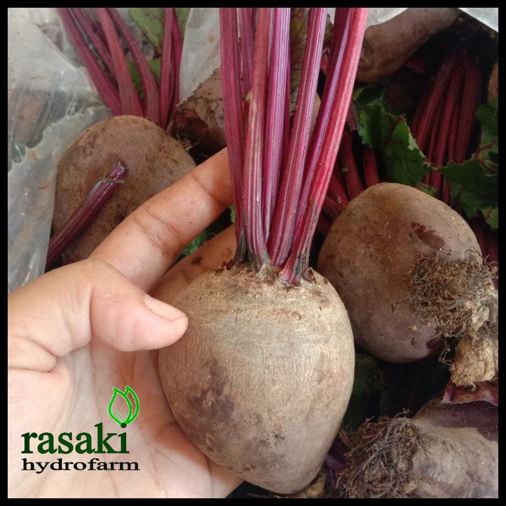 

Buah Bit Organik Beet Root Segar Fresh Original Super 3 Kg