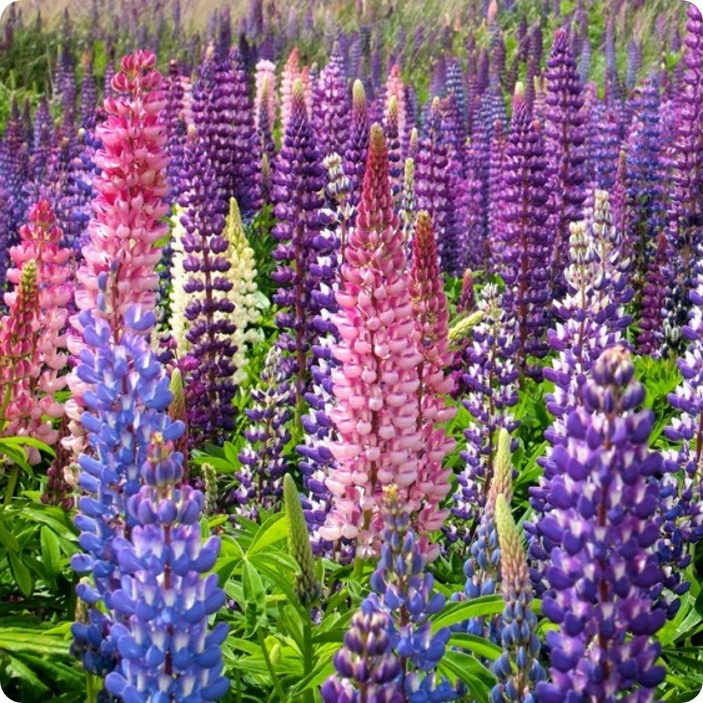 PlantaSeed - 15 Seeds - Lupine Russell Strain Benih Biji Bunga - PAS0192