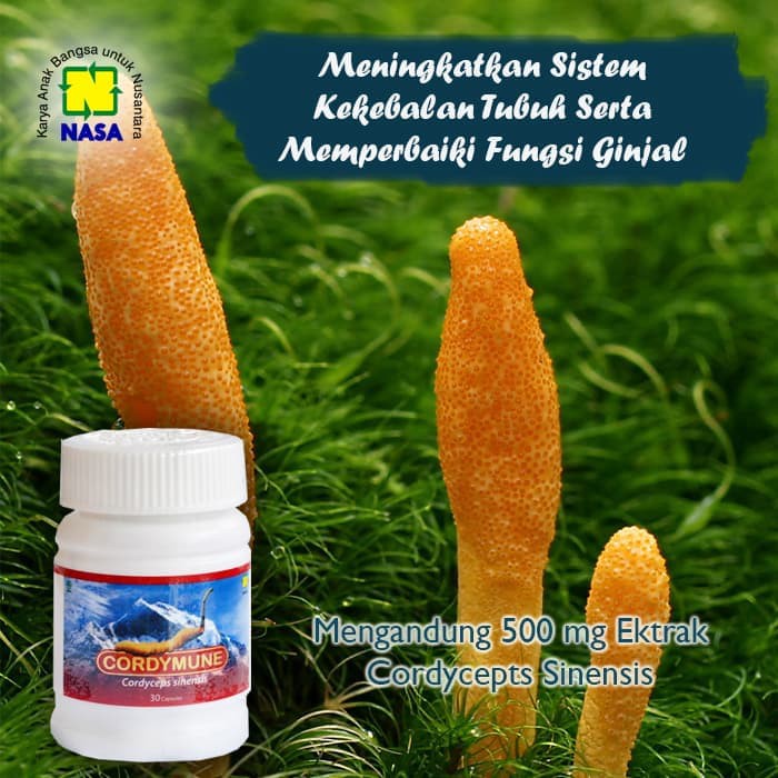 

Cordymune NASA Herbal Ginjal