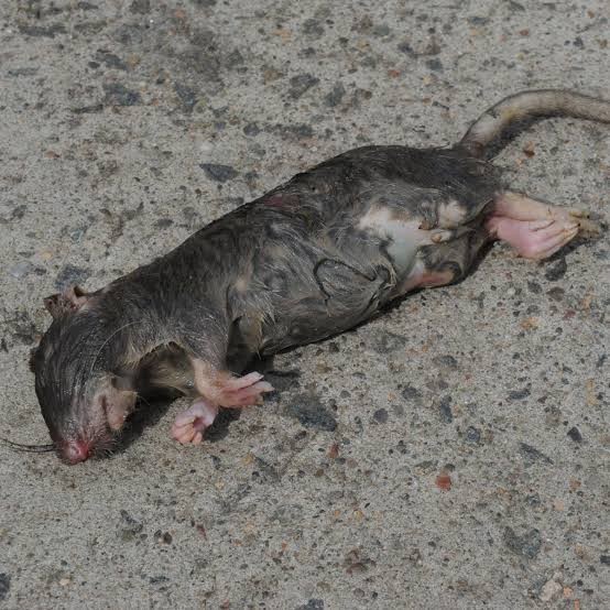 Ramtus Racun Tikus Ampuh Mati Kering Tidak Bau Pembasmi Curut Wirog Mencit Dirumah Di Mobil 3 Pack