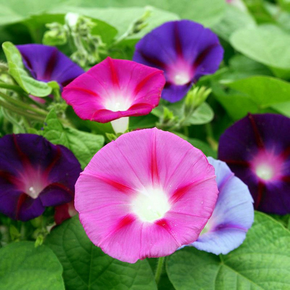 PlantaSeed - 10 Seeds - Morning Glory Mixed Color Biji Bunga - PAS0206