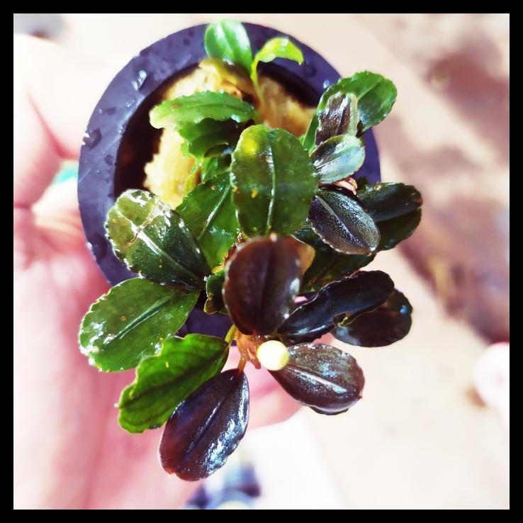 

Bucephalandra Brownie Helena
