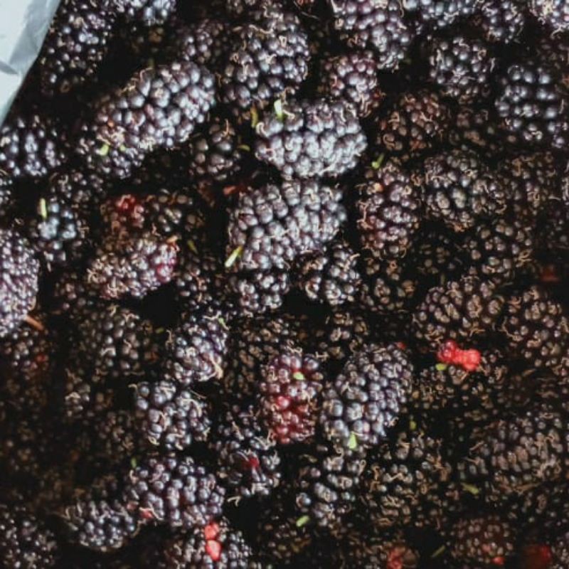 

Blackberry Murbei Arbei Frozen Same-day Instan Only Goceng 100gr