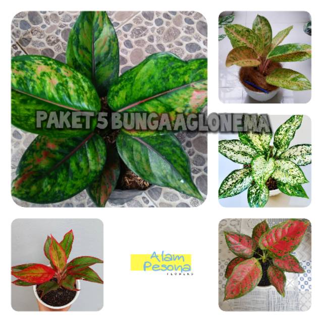 Jual Paket Tanaman Aglonema Bigroy Siam Aurora Hengheng Dud