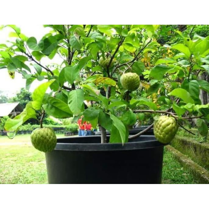 Bibit Buah / Benih Buah Berkwalitas Bibit Tanaman Buah Srikaya Jumbo D2N