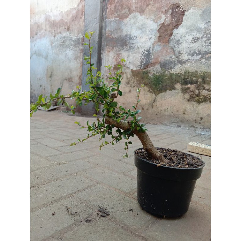 bahan bonsai hokiyanti import