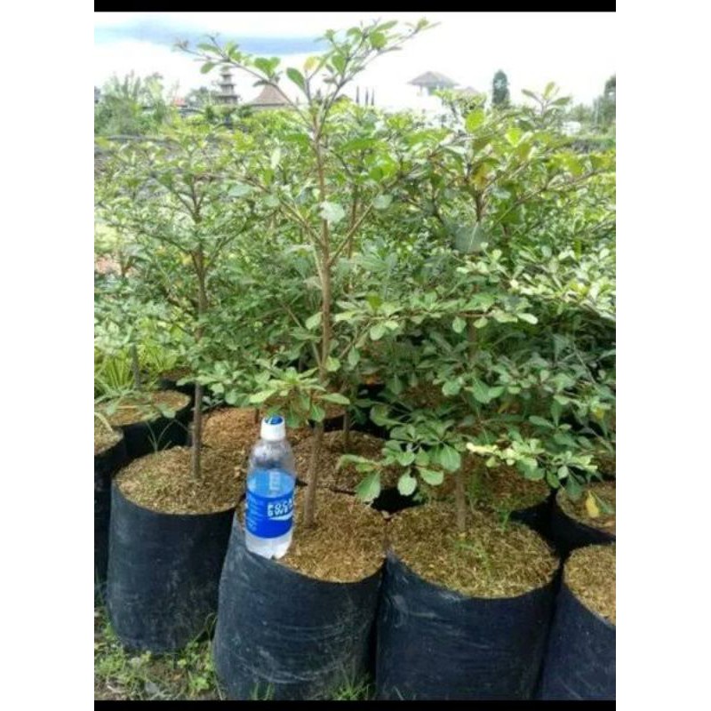 Ketapang Kencana / Pohon Ketapang Kencana