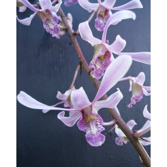 Seedling Anggrek Dendrobium Lineale Blue