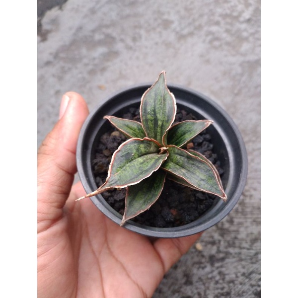 Hybrid Phopamon X Eilensis