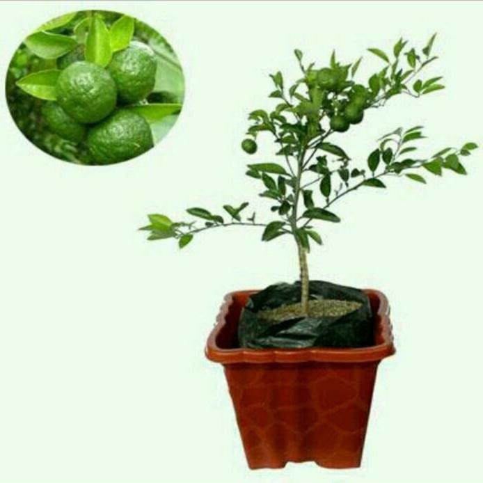 Bibit Jeruk Limau Kasturi Berbuah @_@