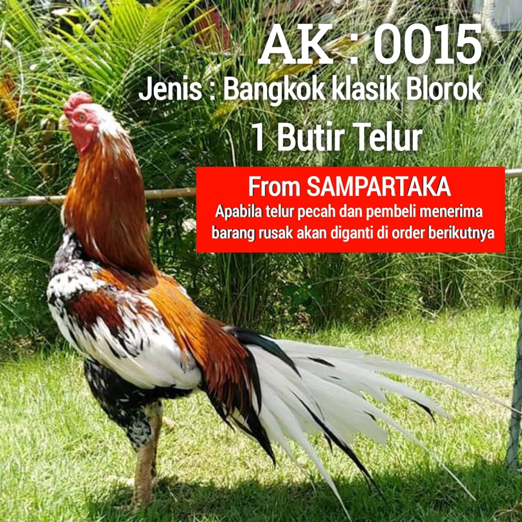 telur super ayam bangkok ekor lidi sampartaka