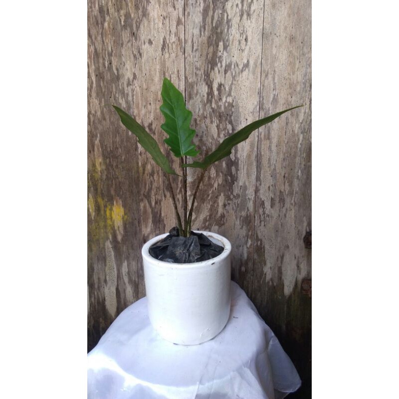 keladi keris papua/ black sipit/alocasia lauther bachiana