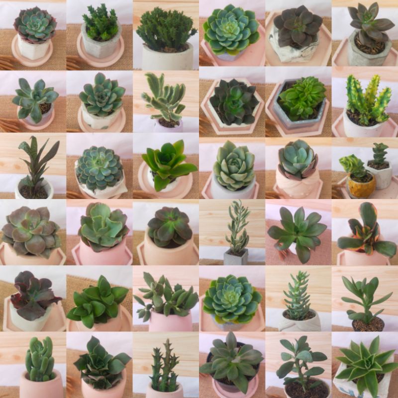 Tanaman Kaktus Sukulen mini hidup +pot + media tanam. FREE PACKAGING BOX + BUBBLE WRAP