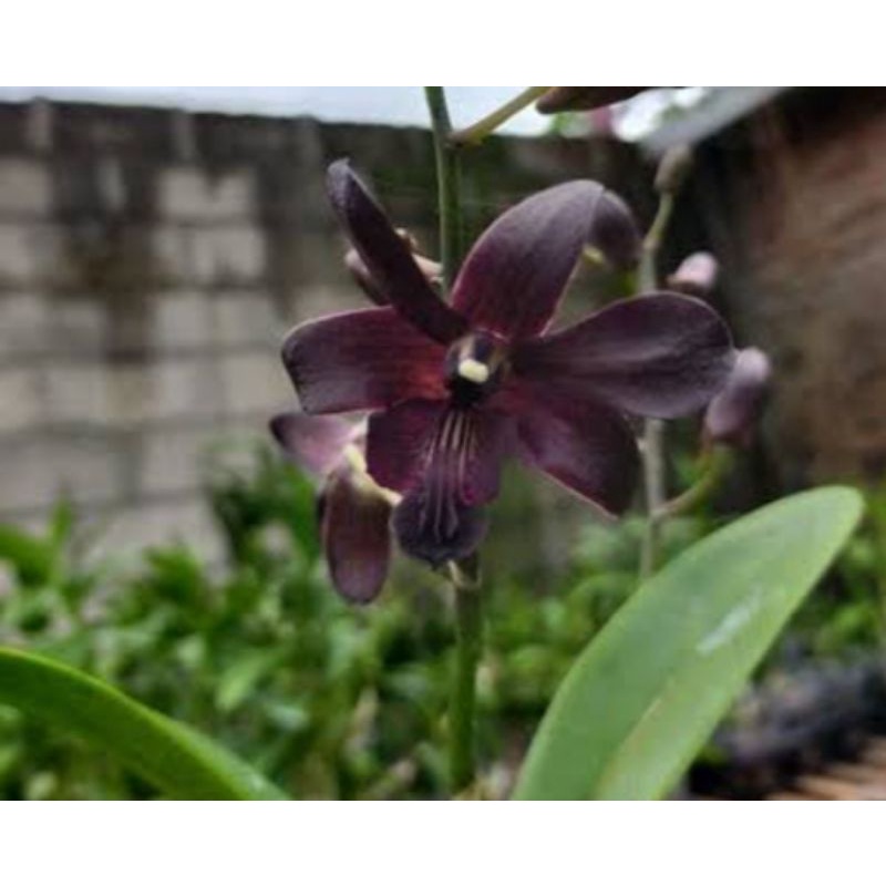 anggrek dendrobium jenoa/anggrek hitam
