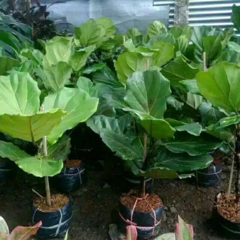 tanaman pohon ketapang biola-pohon ketapang biola-bibit/pohon ketapang biola termurah