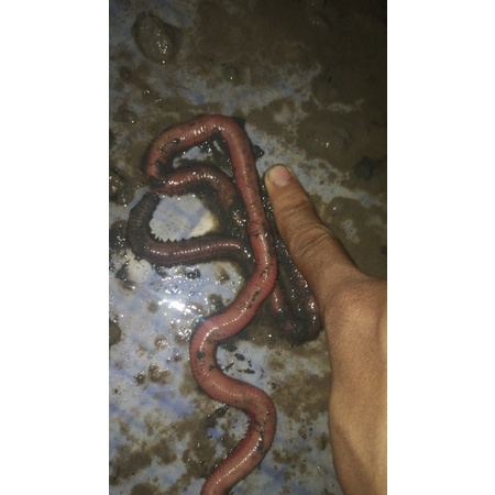 cacing nipah ukuran A super