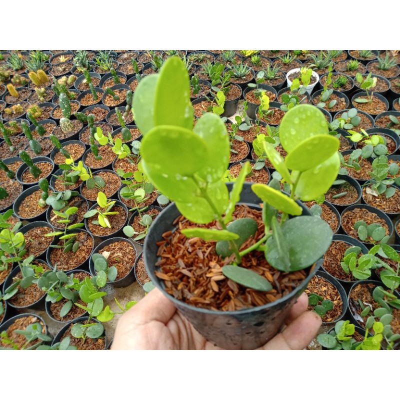 [[SUKULEN DOLAR (gratis pot hitam)