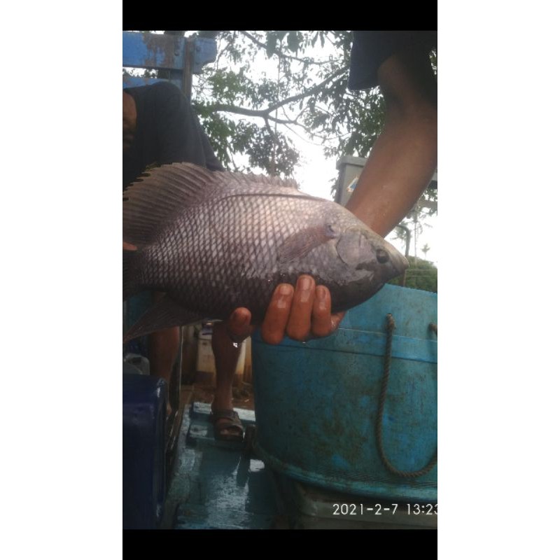 

Ikan gurame segar 500 gr