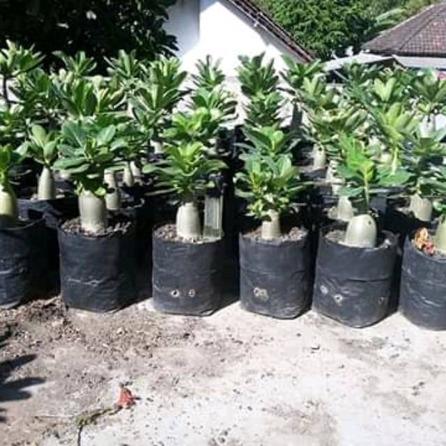 Arabicum jumbo import