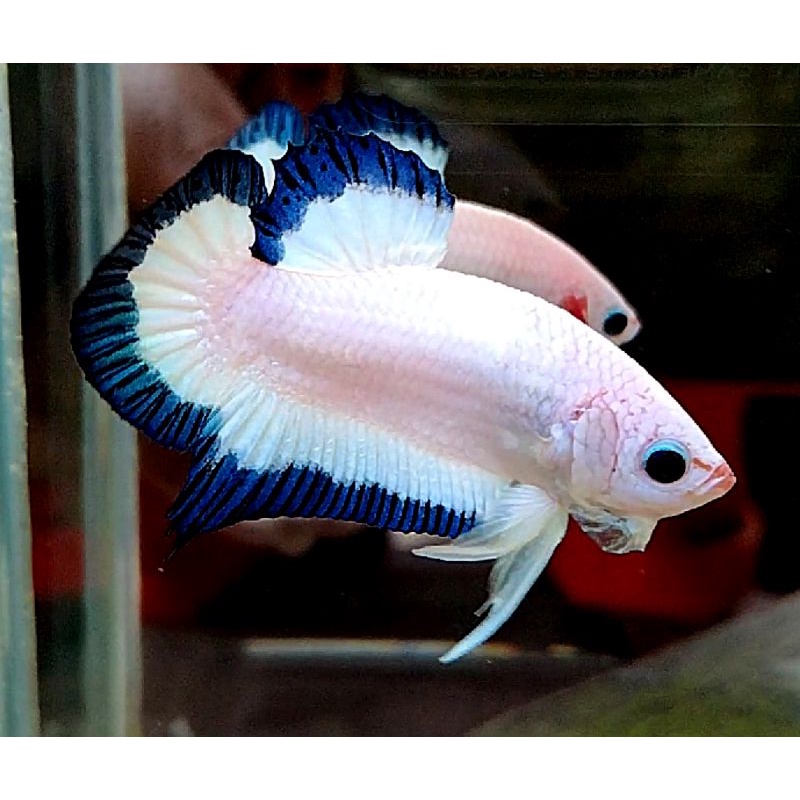 Blue Rim BR Bahanan 2 Bulan Butterfly Bico Line Com Juara