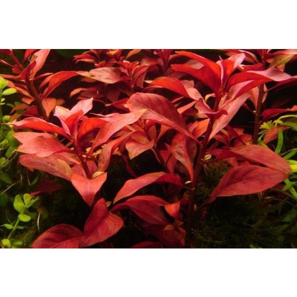 Ludwigia red Rubin ( tanaman aquascape  merah low co2 )