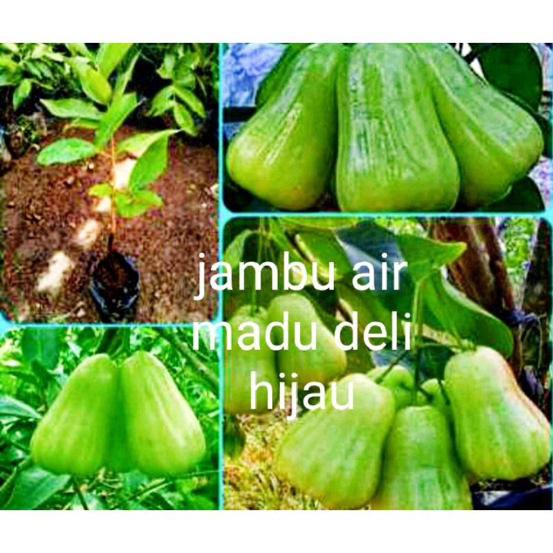 Bibit jambu air madu deli hijau jumbo