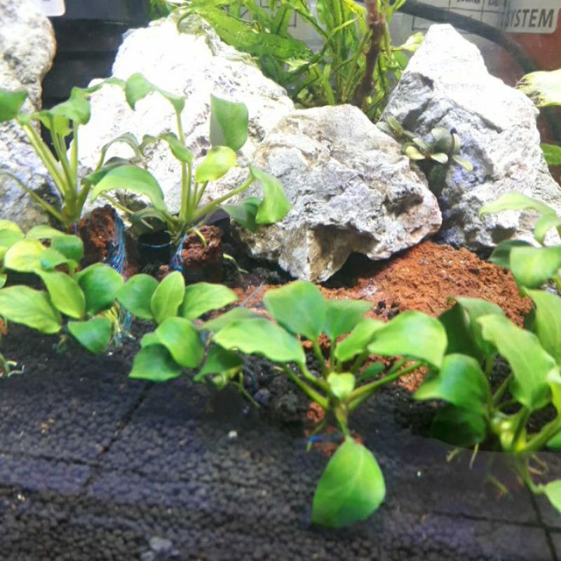 anubias petit