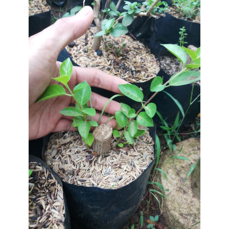 sancang bahan bonsai sancang ori