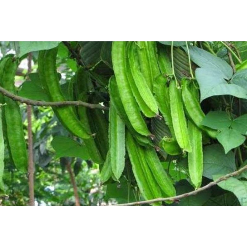 

Kecipir/sayur kecipir fresh