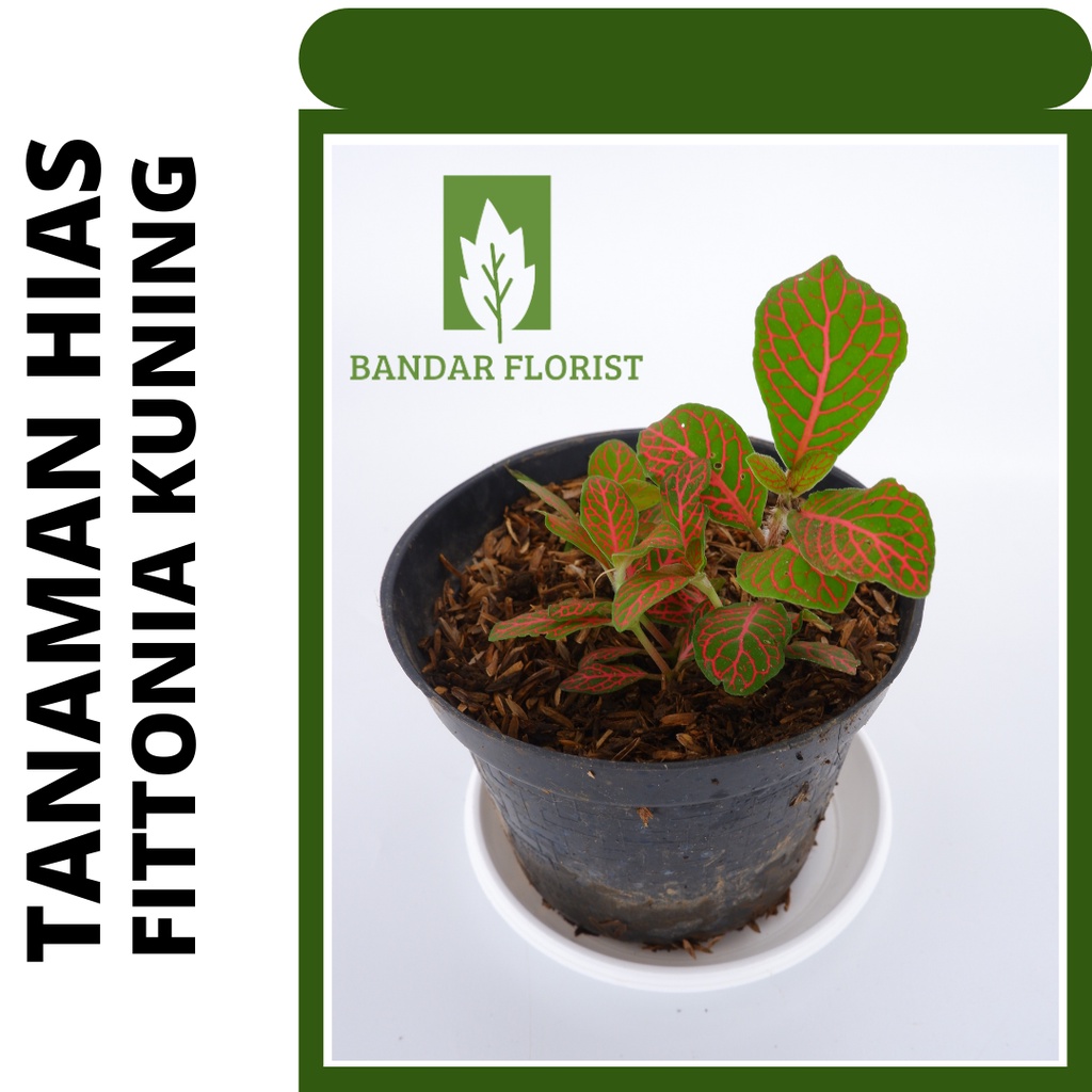 tanaman hias fittonia KUNING - tanaman hias - tanaman hidup