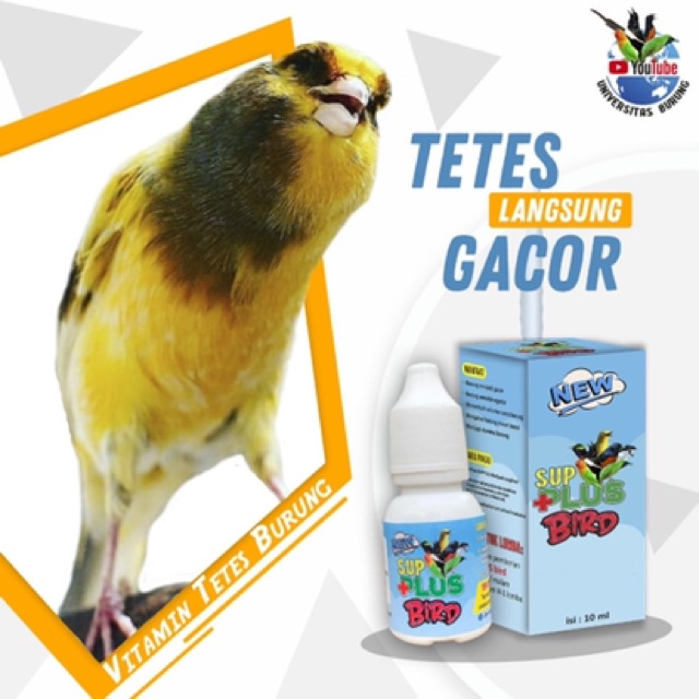 vitamin burung gacor sup plus bird