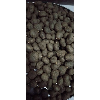 TERMURAH Benih Porang Bibit Katak Asli Dorman Bijian / bibit tanaman porang super BENIH PORANG KATAK