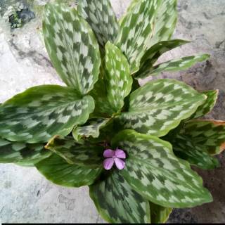 bibit tanaman  bunga hias  jewel orchid hijau Shopee Indonesia