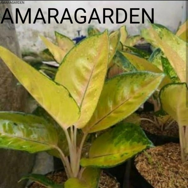 Aglonema sultan Brunei anakan