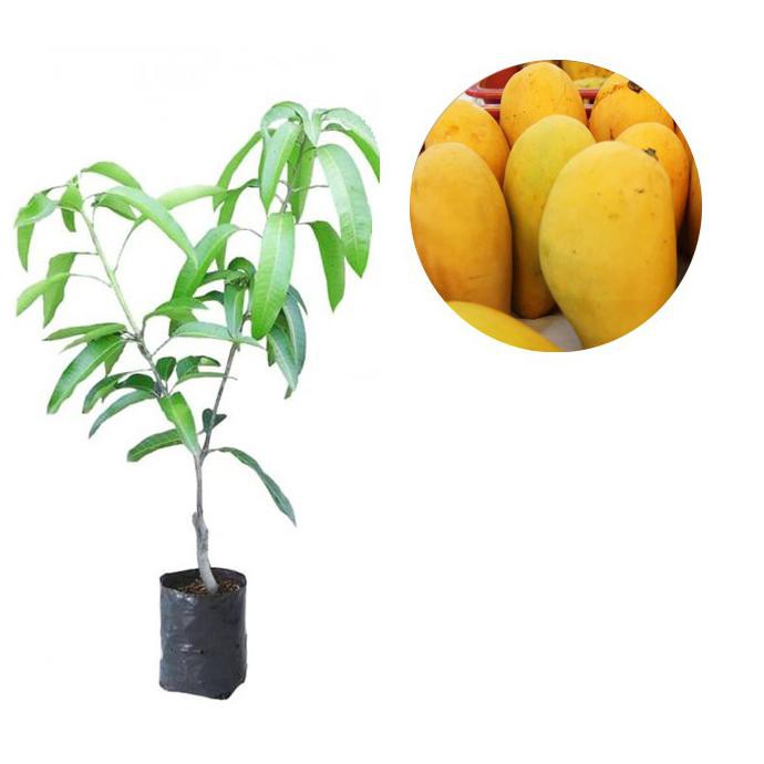 bibit buah mangga chokanan 70 cm kk”