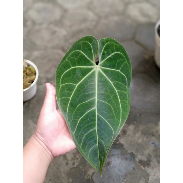 anthurium/kuping gajah magnifikum verde