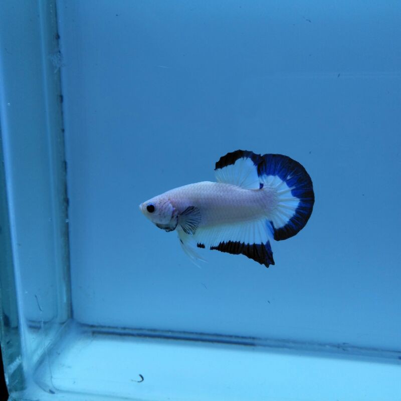 

ikan cupang bluerim jantan 4bln up bigcolour