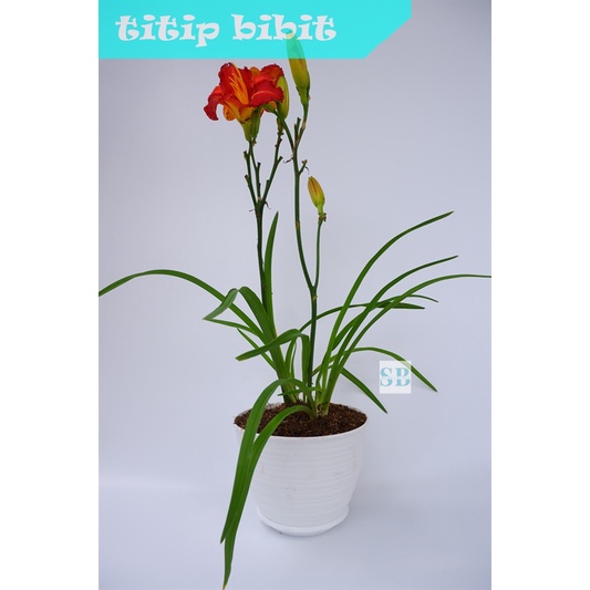 Tanaman Hias Bunga Daylily BERGARANSI