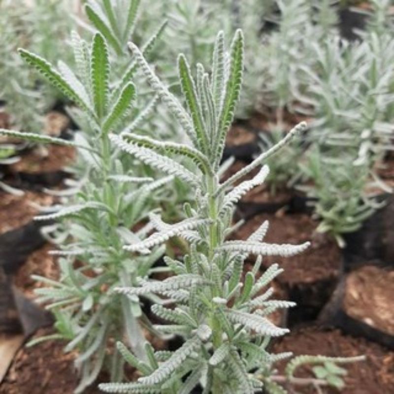 Lavender French (pengusir nyambek) - tanaman lavender French import