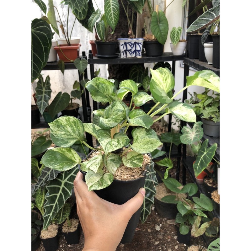 pothos manjula / sirih gading balon rimbun