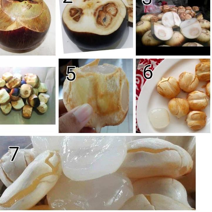 

PALING HOT!! (sna-1272) Buah lontar/siwalan yang belum dikupas