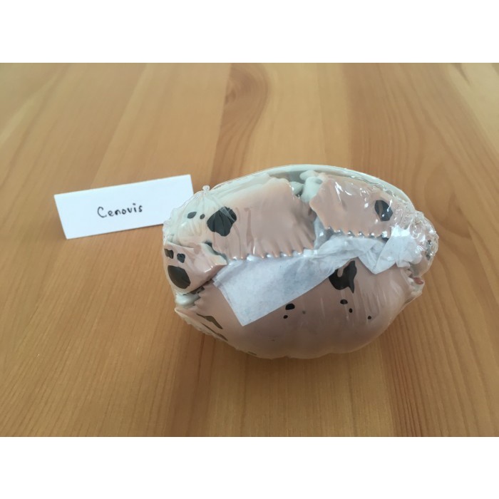 Must Have Gashapon Kani Kepiting Crab Philargius - Bandai Dangomushi Gacha Terbaru