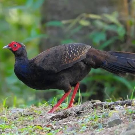 

TELUR AYAM HIAS RINGNECK PHEASANT JENIS SWINHOE FERTIL ASLI UNTUK DITETASKAN