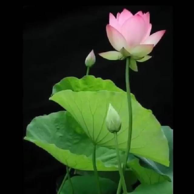 lian_oey