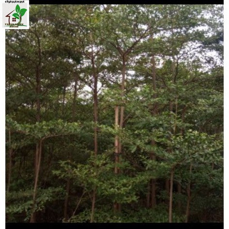 Pohon ketapang kencana jual ketapang kencana tinggi pohon 4 5 meter