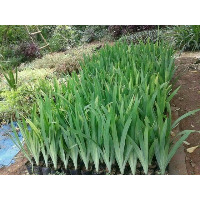 pohon airis tanaman airis tanaman pagar tanaman hias murah pohon airis tanaman airis tanaman pagar tanaman hias murah