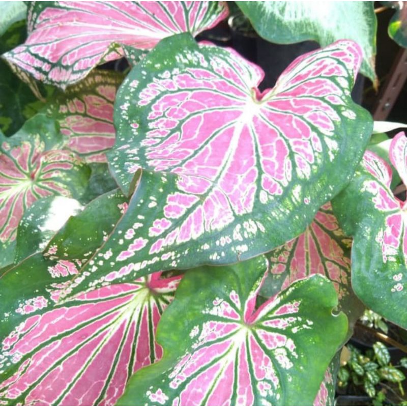 TANAMAN HIAS KELADI WAYANG/BIBIT TANAMAN KELADI WAYANG